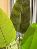 Artificial Banana Leaf Plant with Planter